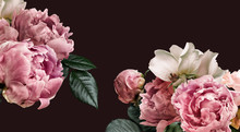 Floral Banner, Flower Cover Or Header With Vintage Bouquets. Pink Peonies, White Roses Isolated On Black Background.