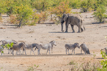 African Elephant And Herd Of Burchells Zebras At A Waterhole
