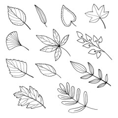 Wall Mural - vector set of hand drawn autumn leaves