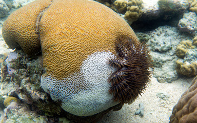 crown of thorn starfish