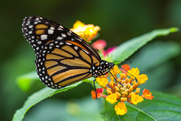 Wall Mural - The monarch butterfly or simply monarch (Danaus plexippus) on the flower garden.