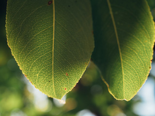 Wall Mural - Green leaf close-up. Blurred background. 