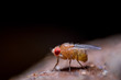 Close-up Fruit fly