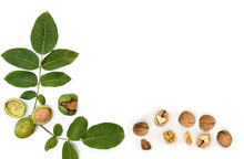 Walnuts ( Juglans Regia ) With Green Shell And Leaves On White Background With Space For Text