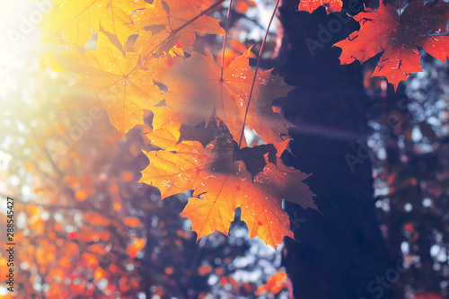 Foto-Lamellenvorhang - Autumn maple leaves on blue sky background. (von sergofan2015)