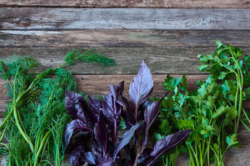 Wall Mural - Bunches of fresh dill, parsley and red basil on an old rough wooden surface, healthy eating concept, selective focus