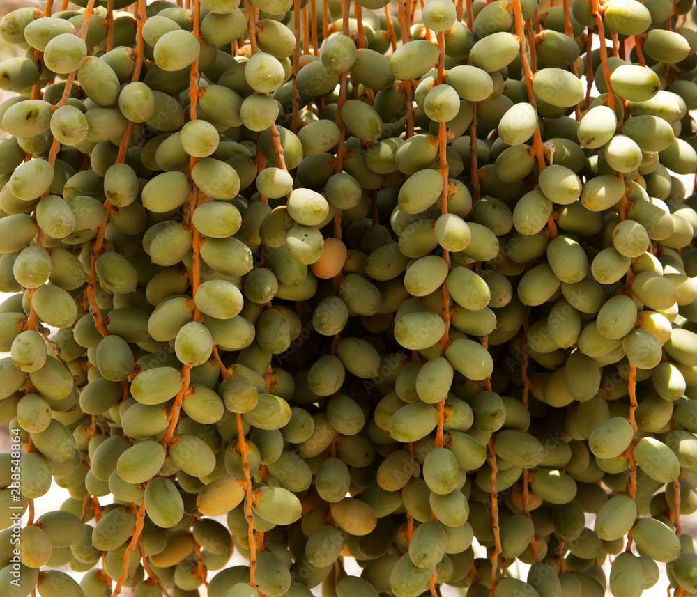 Closeup of green unripe dates fruits, Bahrain Stock Photo | Adobe Stock