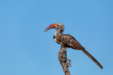 Poster - bird southern red-billed hornbill, Tockus rufirostris, loking on tree for food. Chobe reservation, Botswana, Africa wildlife