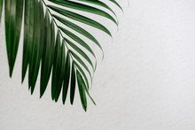 Tropical Palm Leaves, Greenery Against White Wall. Creative Layout, Toned Image Filter, Minimalism