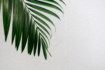 Tropical palm leaves, greenery against white wall. Creative layout, toned image filter, minimalism