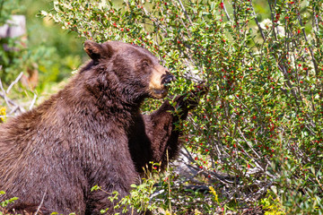 Wall Mural - Black bear (Ursus americanus) eating wild berries in the forest.