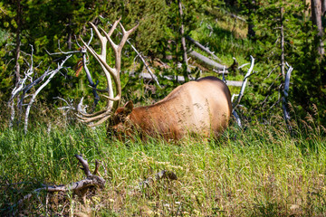 Wall Mural - Elk (Cervus elaphus) feeding in Yellowstone National Park in Wyoming, 7 point