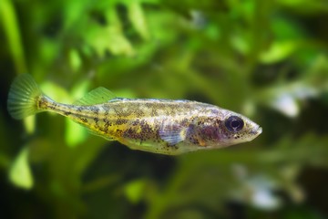Wall Mural - ninespine stickleback, Pungitius pungitius, tiny freshwater ornamental fish in crystal clear water of European nature biotope aquarium setup