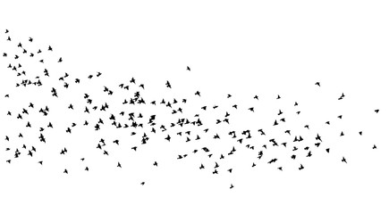 Wall Mural - A flock of flying birds. A lot of soaring birds. Vector illustration