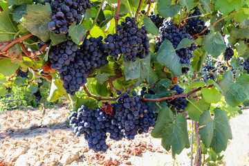 Wall Mural - Ripe red wine grapes before harvest in a vineyard at a winery, rural landscape for viticulture and agricultural wine production, Spain Europe