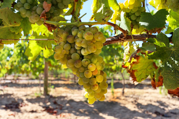 Wall Mural - Ripe white wine grapes before harvest in a vineyard at a winery, rural landscape for viticulture and agricultural wine production, France Europe