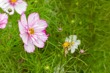 Wall Mural - Pink flower Cosmos close-up nature Cosmea