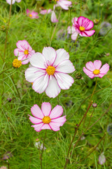 Wall Mural - Blooming cosmea cosmos flower, large pink white flowers