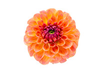Bright Orange Red Dahlia Flower On A White Background Isolated
