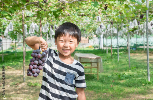 ぶどう狩りをする小学生の男の子 Stock 写真 Adobe Stock