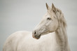 Portrait weißes Pferd vor weißem Hintergrund