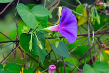 A Purple Flower (morning-glory) On The Background Of Green Leaves. A Purple Ipomoea On The Fence Of A Summerhouse. Fast-growing Curly Flowers To Decorate Pergolas, Verandas And Fences.
