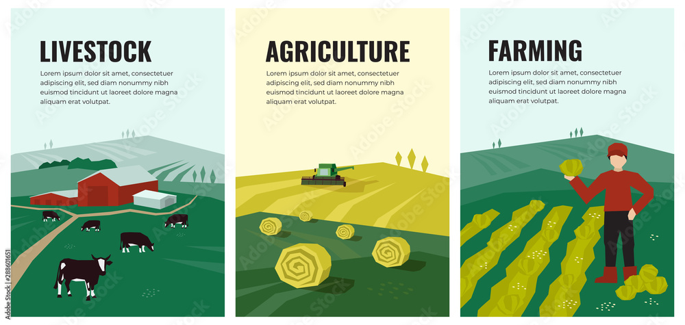 Set of vectors with agriculture, farming, livestock, harvest. Illustrations of hayfield, haystack rolls, farm animals, cows in pasture, combine harvester, farmer on field. Template for banner, poster. - obrazy, fototapety, plakaty 