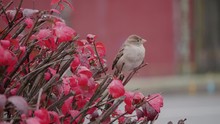 A Curious Little Bird Perched On A Red Bush On A Suburban City As Cars Pass By In The Background.