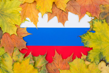 Wall Mural - Russia flag buried in yellow maple leaves. Autumn texture.	