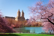 Blooming Kwanzan Cherry trees in NY central park