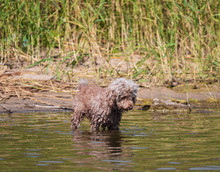 Fluffy Thoroughbred Dog Fishing In The Water