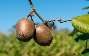 Canvas Print - Fresh kiwi fruit on tree growing. Kiwifruit Actinidia