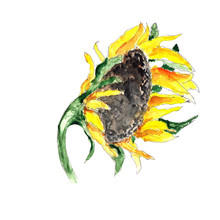 Watercolor Hand Drawn Artistic Colorful Yellow Sunflower  With Seeds Isolated On White Background