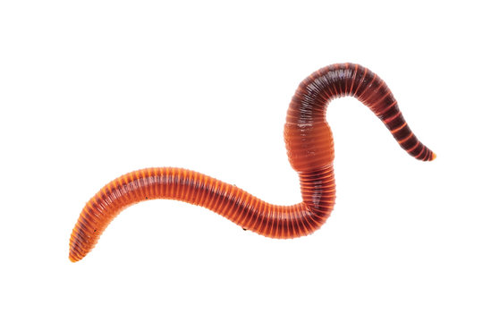 Wall Mural -  - Macro shot of red worm Dendrobena, earthworm live bait for fishing isolated on white background.