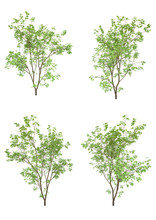 Japanese Maple Tree Spring Season On A White Background With Clipping Path.Realistic 3D Rendering....