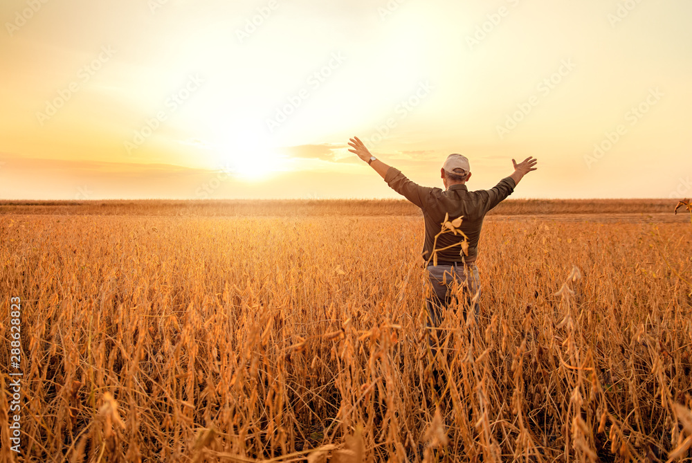 Rear view of senior farmer standing with his outstretched in soybean field examining crop at sunset. - obrazy, fototapety, plakaty 