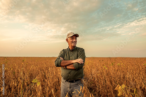 Fotografía Senior farmer standing in soybean field examining crop at sunset.