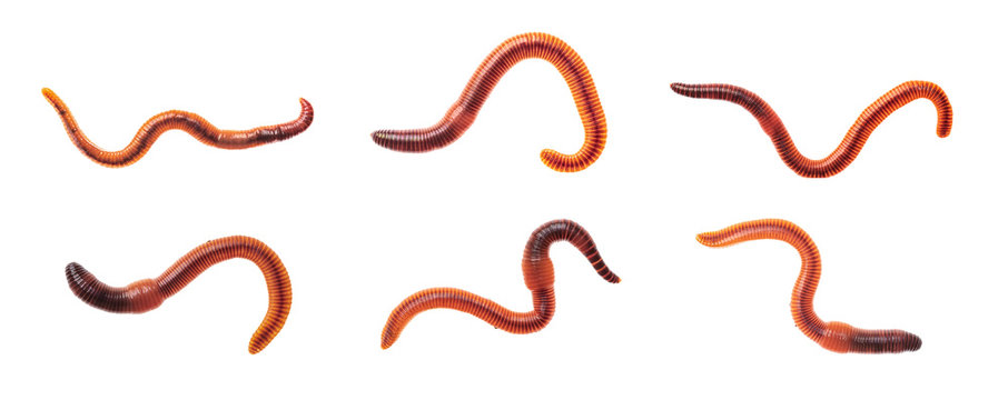 Wall Mural -  - Macro shots of red worm Dendrobena, earthworm live bait for fishing isolated on white background.