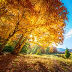 Wall Mural - beautiful tall tree with golden leaves - amazing autumn landscape