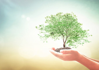 Canvas Print - World environment day concept: Human hands holding big tree over green forest background