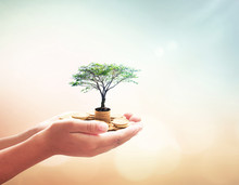 Government Pension Fund Concept: Human Hands Holding Stacks Of Golden Coins And Growth Tree On Blurred Green Nature Autumn Sunset Background