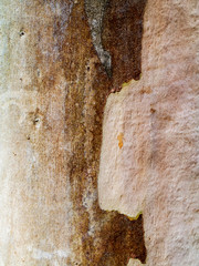 Wall Mural - Close up bark of Eucalyptus tree.