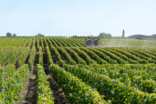 Cuadros en Lienzo Vineyard landscape tractor spraying of grapevines in Margaux Medoc near Bordeaux