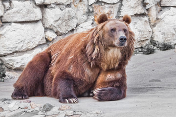 Wall Mural - Powerful brown bear . sitting against a stone wall