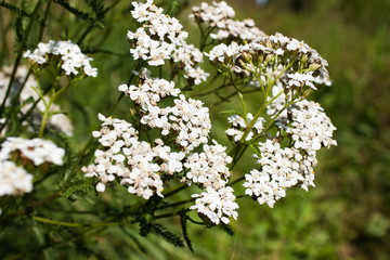  white yarrow flower (Achillea millefolium), selective focus