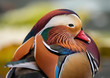 © WWC - Mandarin duck