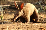 Fototapeta Konie - A lonely Aardvark during the day