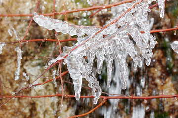 Canvas Print - Icicles on a tree branch