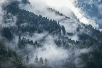 Wall Mural - Dense morning fog in alpine landscape with fir trees and mountains. 