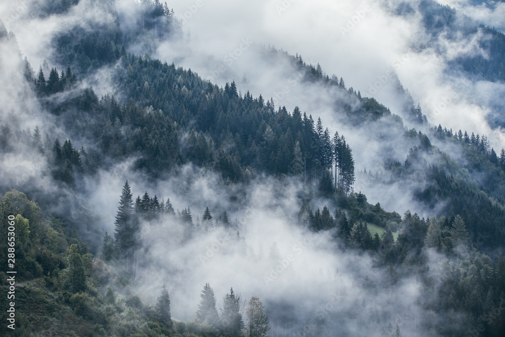 Dense morning fog in alpine landscape with fir trees and mountains ...